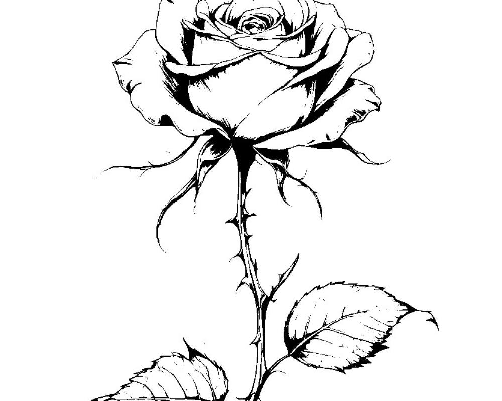 Bold & Easy Flowers Coloring Pages: 19 Printable Pages printable preview 2