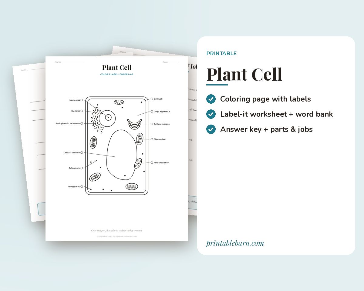 Plant Cell Coloring Page & Labeling Worksheet Printable: Diagram, Word Bank, Answer Key & Parts Reading (Grades 4β8) printable preview 1