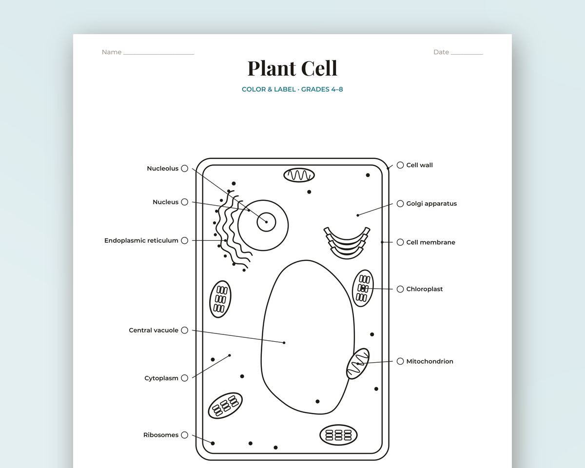 Plant Cell Coloring Page & Labeling Worksheet Printable: Diagram, Word Bank, Answer Key & Parts Reading (Grades 4–8) printable preview 2
