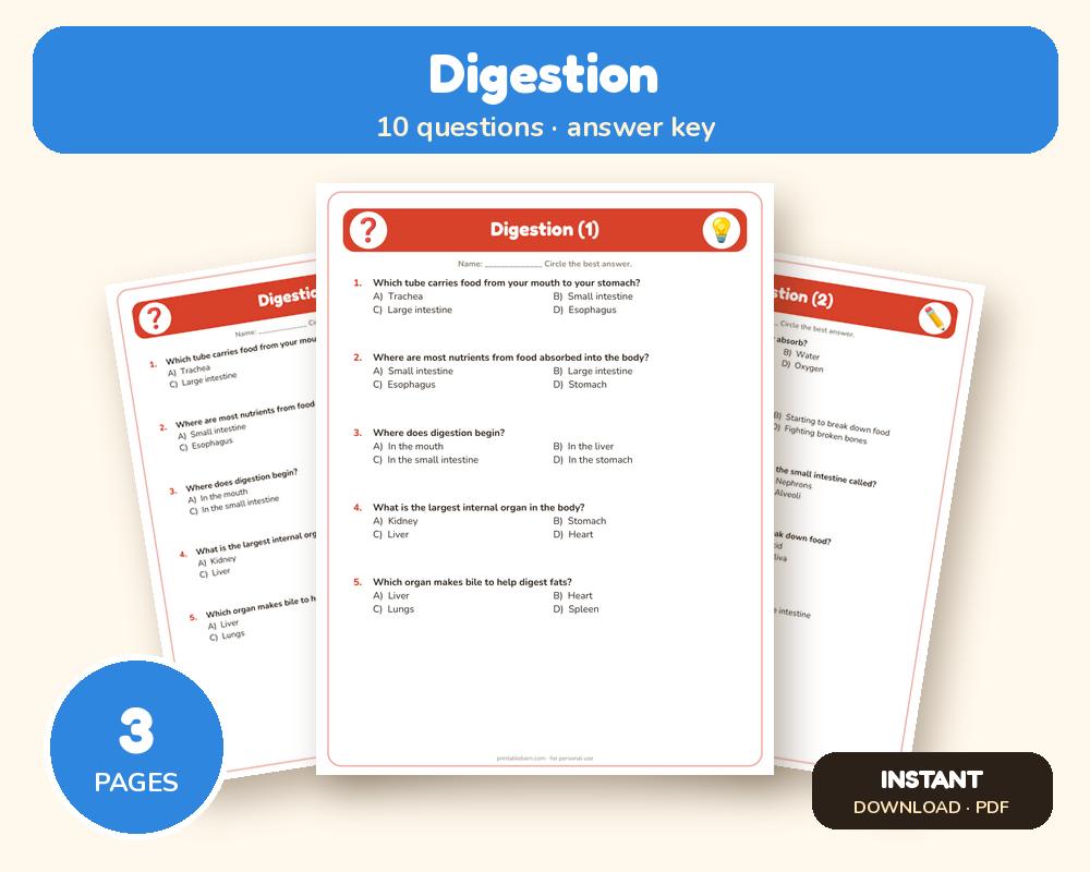 Digestion Quiz Worksheet (Printable, with Answer Key)
