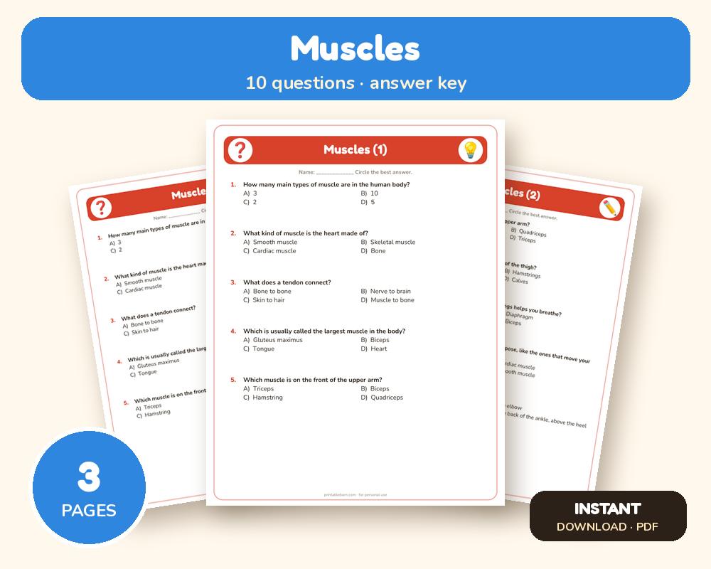Muscles Quiz Worksheet (Printable, with Answer Key)
