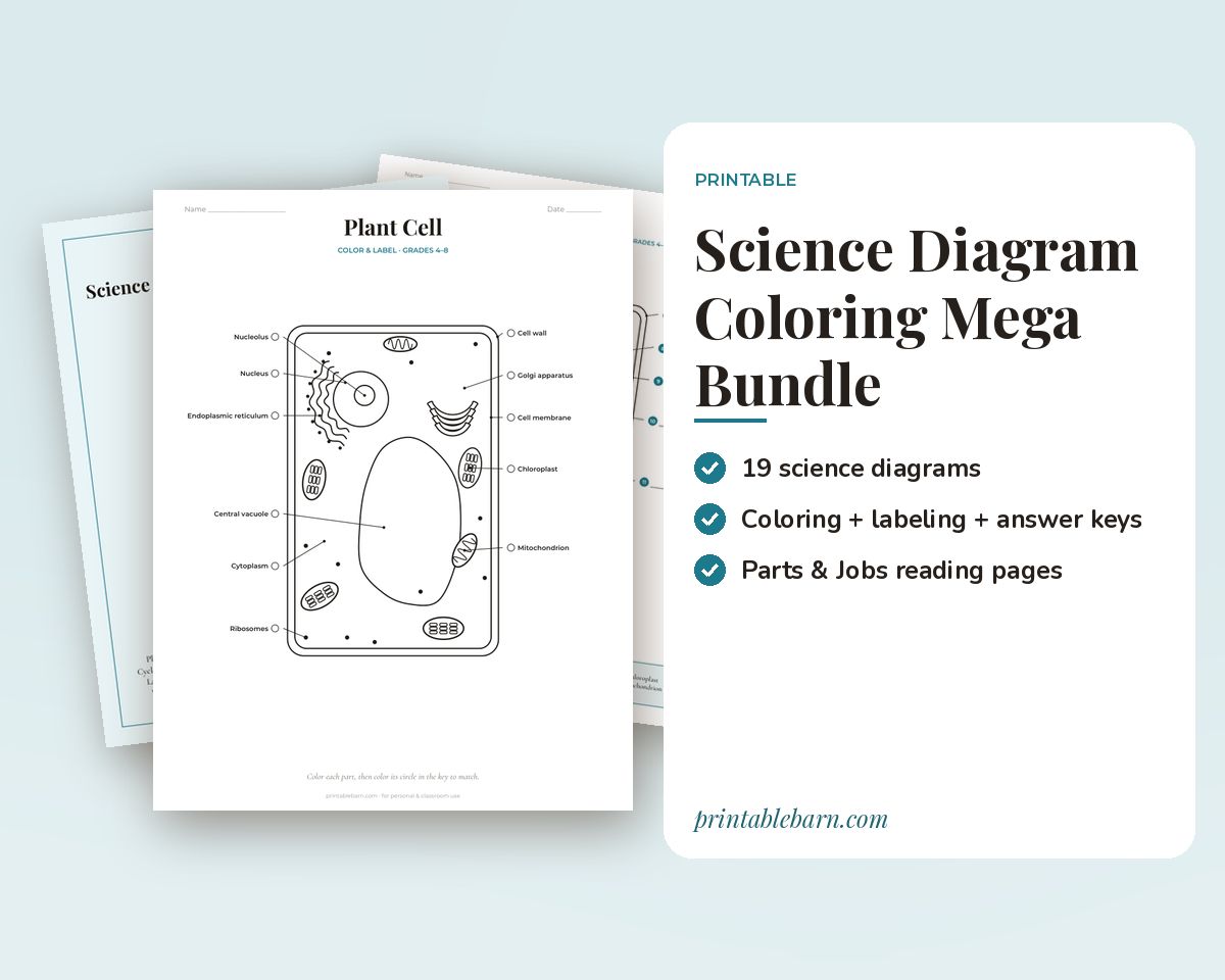Science Diagram Coloring Mega Bundle: Plant Cell, Animal Cell, a Flower, a Plant, an Insect (Ant), Butterfly & More printable preview 1