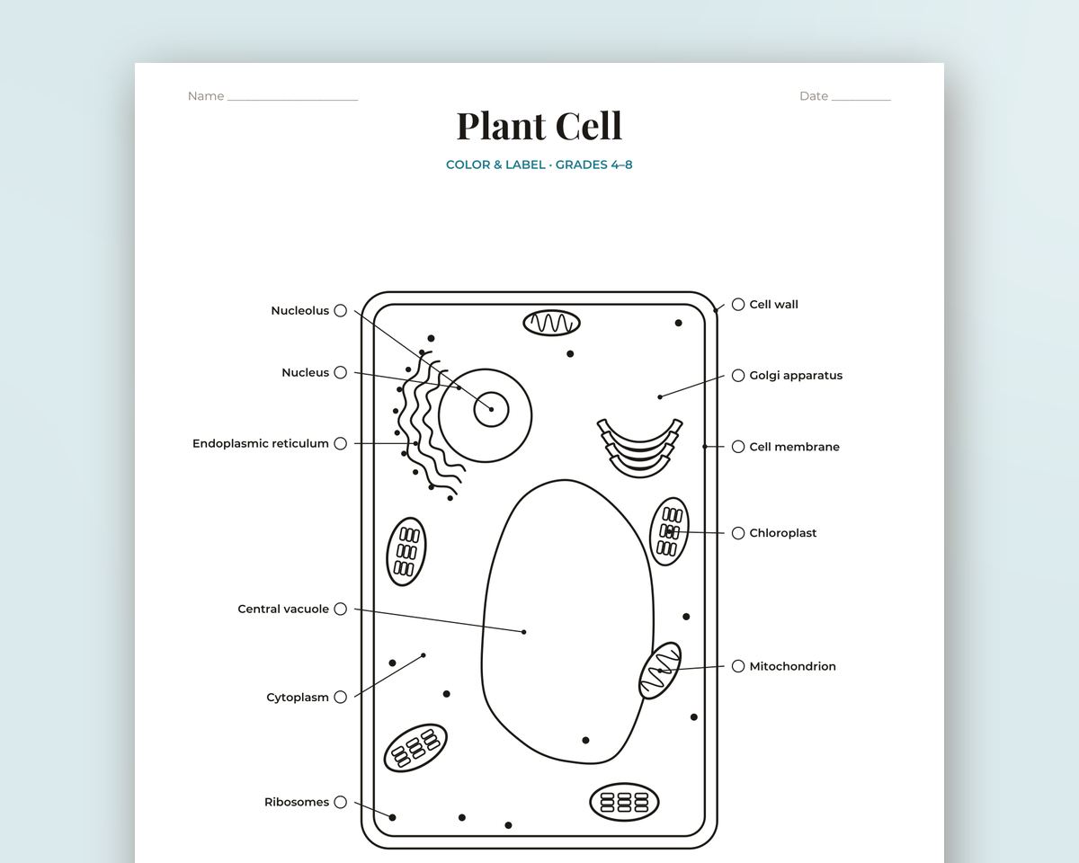 Science Diagram Coloring Mega Bundle: Plant Cell, Animal Cell, a Flower, a Plant, an Insect (Ant), Butterfly & More printable preview 2